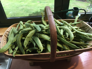 Green beans picked yesterday from our organic vegetable garden