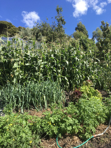 organic vegetable garden. Corn crop