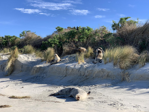 Hooker Sea Lions on Allans Beach August 2019