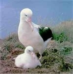 Royal Albatross Centre