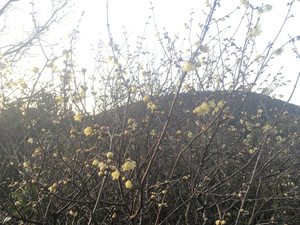 Winter Sweet, chimonanthus praecox, in winter garden at luxury accommodation, Otago Peninsula