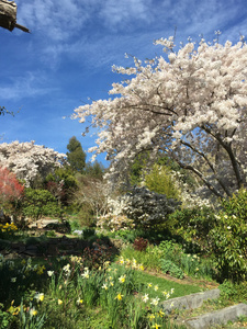 Accommodation on Dunedins Otago Peninsula has spectacular cheery blossom display