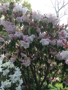 Rhododendron Loderi Sir Edmund in the garden at Hereweka accommodation