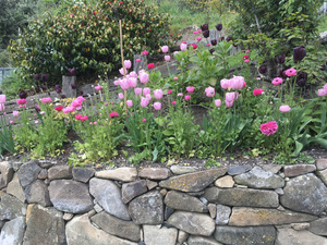 Tulips at Hereweka Retreat Accommodation