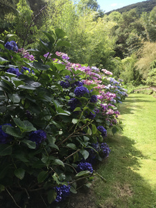 Hydrangea walk at Hereweka