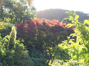 Zelkova in Hereweka Garden on the Otago Peninsula