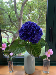 Hydrangea Merits supreme and sasanqua camillia Hereweka Garden