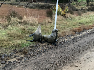 Baby Hooker Sea Lions at the bottom of driveway