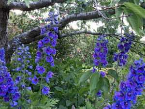 Delphiniums seen from Hereweka Garden Accommodation