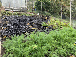 Winter vegetable garden mulched in seaweed