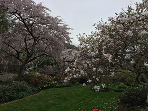 Hereweka Spring Garden like being in Japan